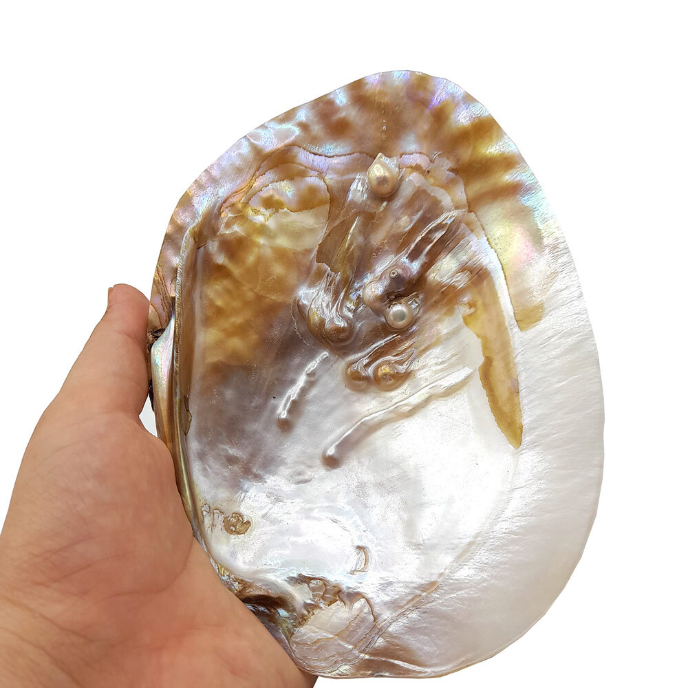  صدف مادر مروارید ساز 